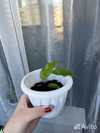 Фикус бенджамина