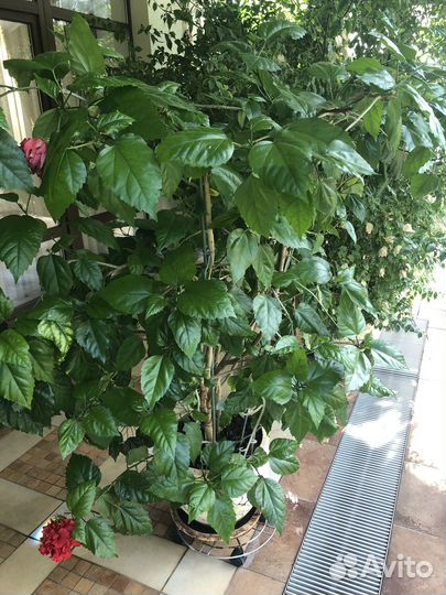 Гибискус китайская роза