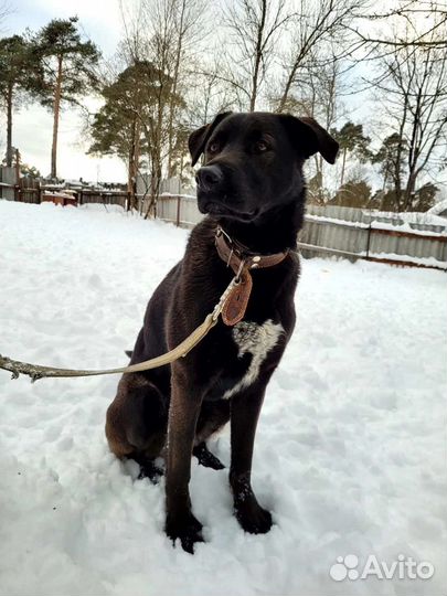 Пёсик ищет себе Семью