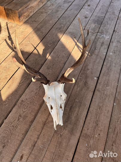 Рога изюбря