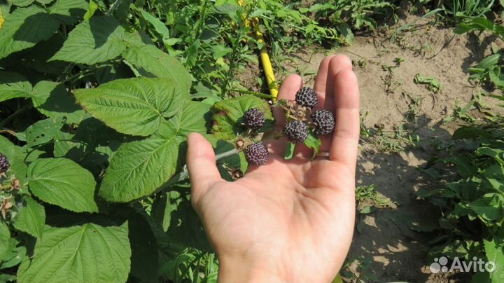 Рассада кусты ежевики и ежемалины