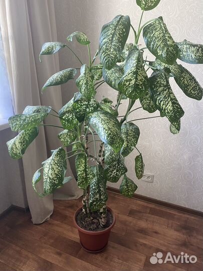 Диффенбахия. Высота более 1,5 метров