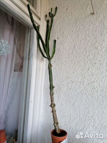 Большой кактус