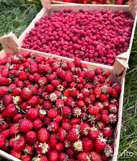 Клубника, малина Киргизия