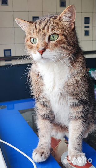 Кот в хорошие руки