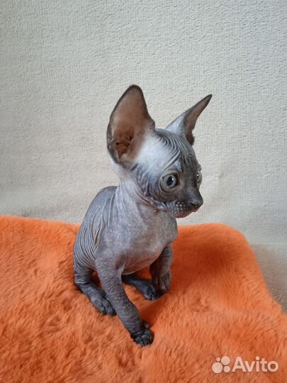Канадский сфинкс котята
