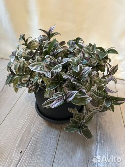 Бегония, пилея, традесканция, каланхоэ, авокадо