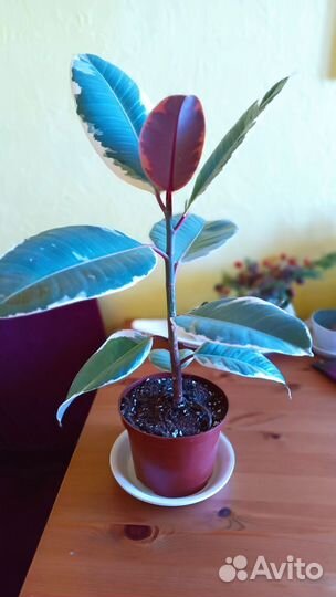 Фикус эластика Тинеке