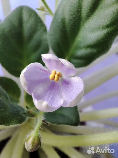 Черенки сортовых фиалок