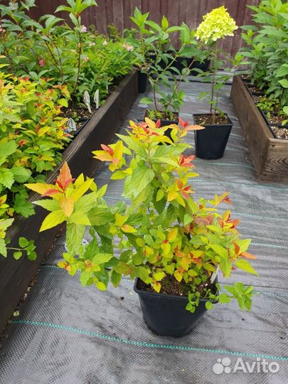 Спирея японская