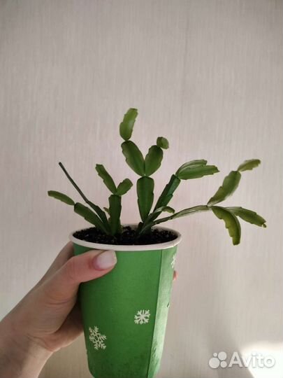 Декабрист розовый