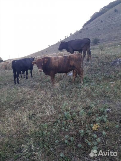 Быки племзаводские и коровы,телята