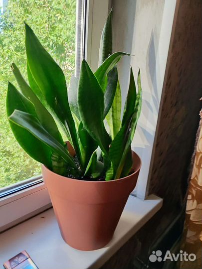 Сансевиерия