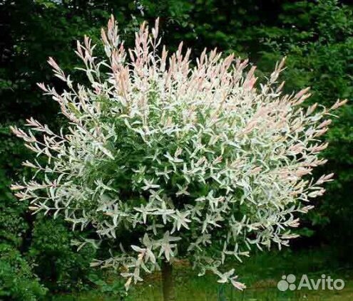 Ива цельнолистная 