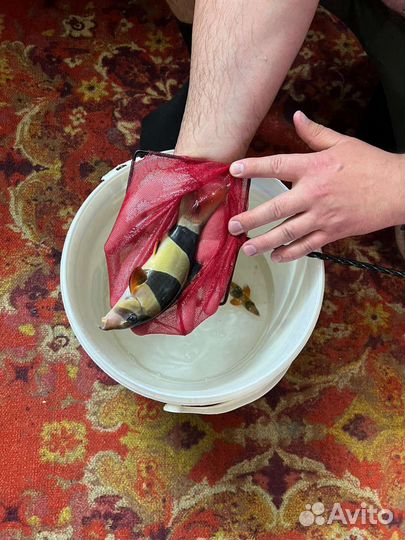 Рыба для псевдо моря есть (артемия заморозка 0.5кг