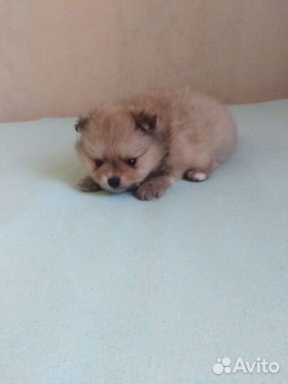 Шпицы, померанцы. Мини