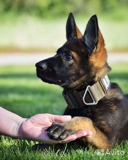 Кинолог. Дрессировка собак