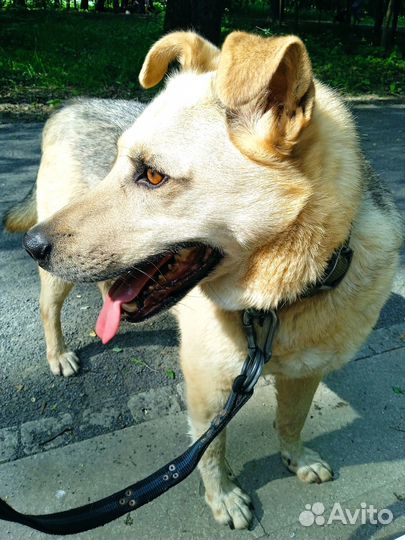 Ласковый оптимист - улыбака ищет дом