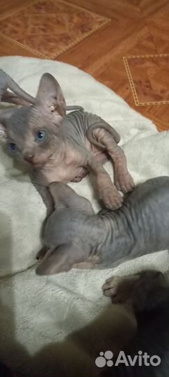 Лысые котята сфинкс