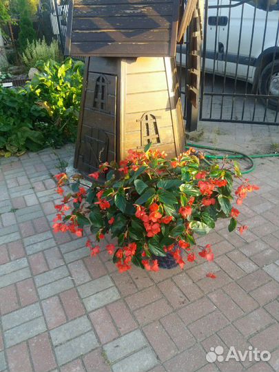 Эта бегония просто чудо