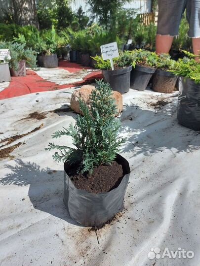 Кипарисовик лавсона Pelts Blue