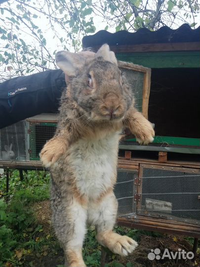 Кролики великаны