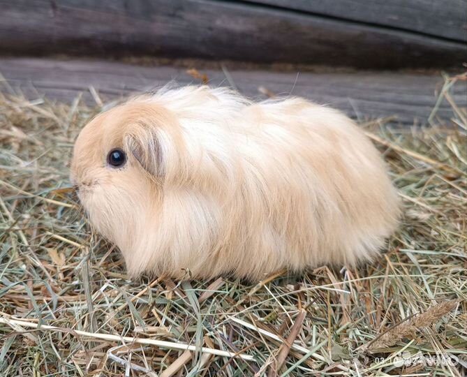 Морская свинка