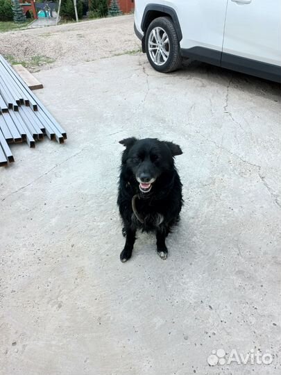 Найдена собака