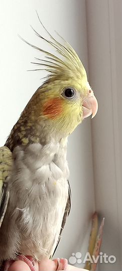 Корелла птенцы