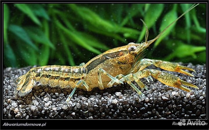 Карликовый рак. Болотный. Рак голубой. Корм. Фон