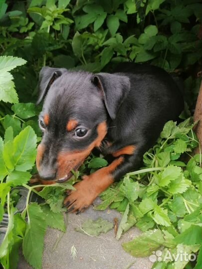 Щенки цвергпинчера