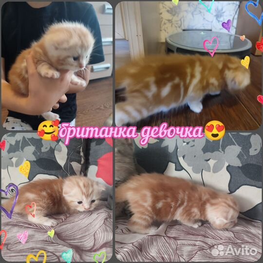 Британские котята
