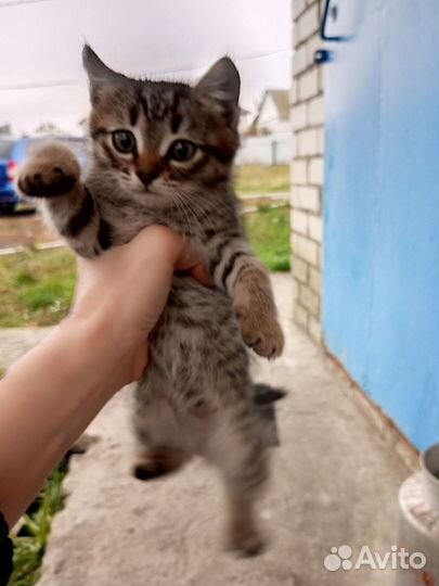 Кошка в дар бесплатно