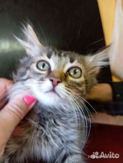 Котенок в дар