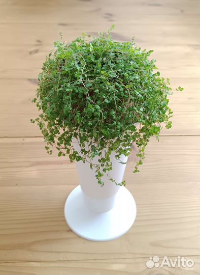 Мелколиственные