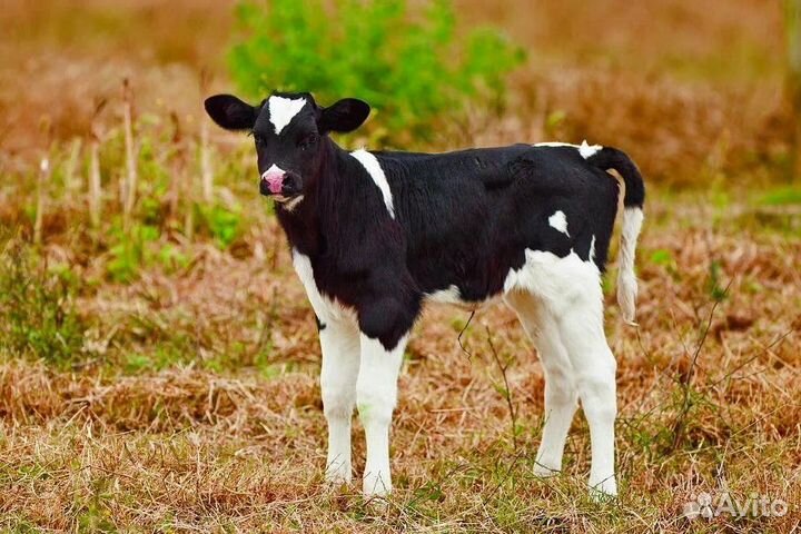 Телочки и бычки