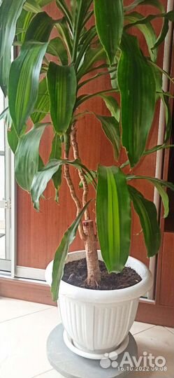 Пальма юкка