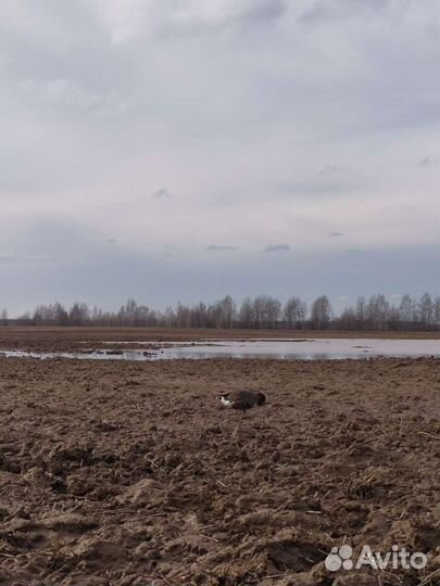 Подсадные гуси для охоты