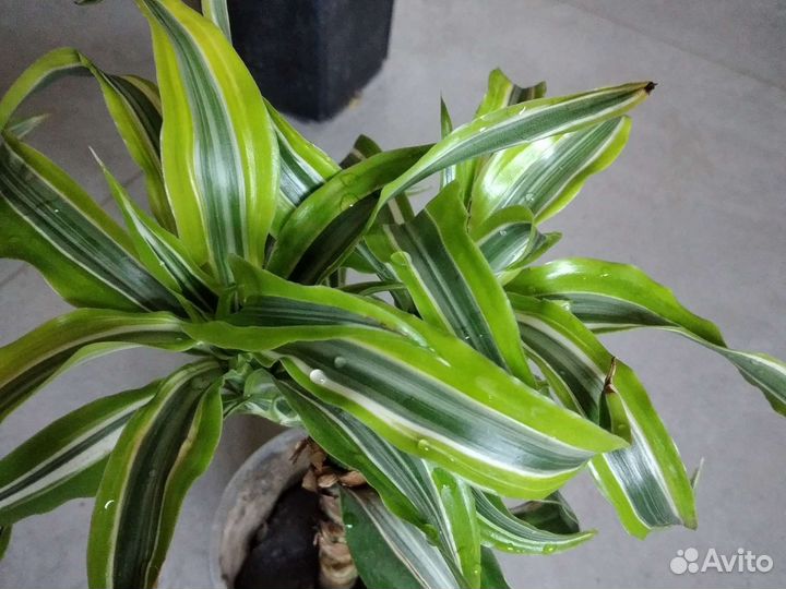 Пальма драцена,юкка