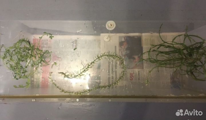 Аквариум и растения