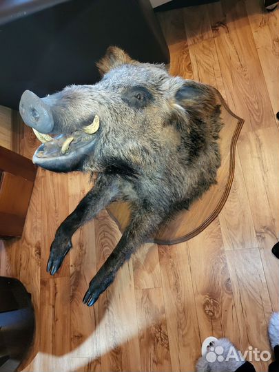 Чучело голова кабана