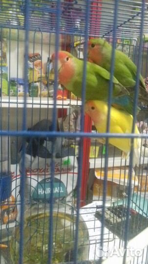 Неразлучники