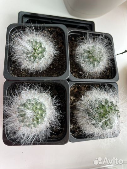 Кактус пушистый милаш