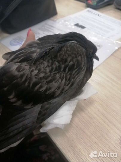 Голубь в добрые руки отдам бесплатно