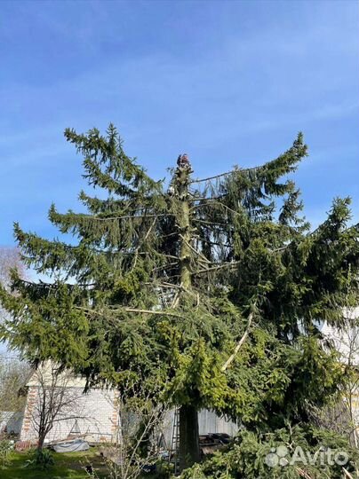 Спил деревьев