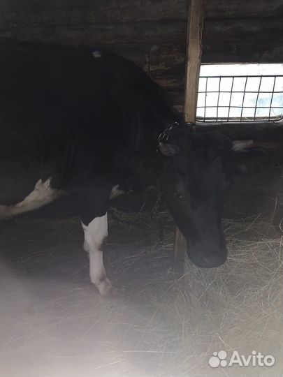 Телка 1.3 года