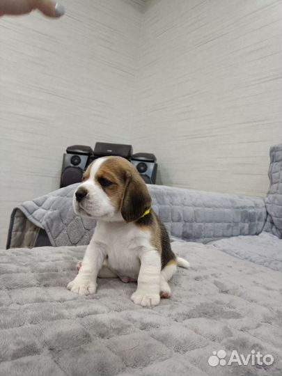 Щенки бигль