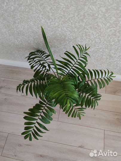 Драцена:лимонлайм, маргинататриколор, Юкка,Хамедор