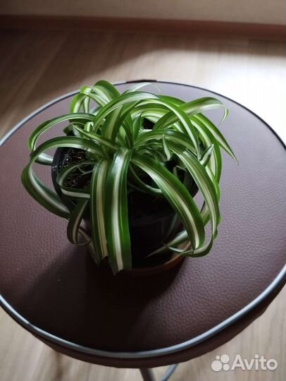 Хлорофитум кудрявый