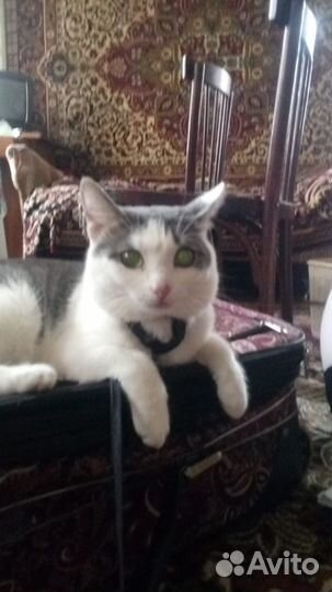 Вязка котов